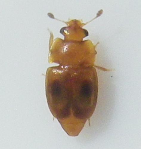 Réf. 214 580 : Epuraea ocularis